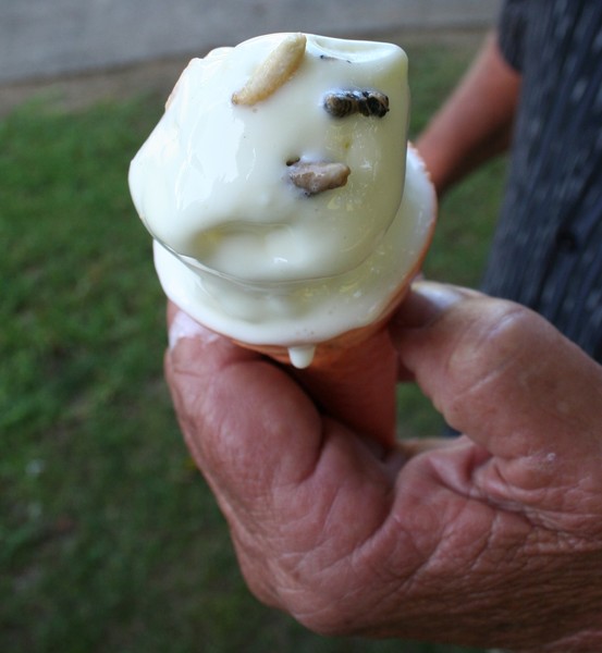 Ice creams topped with frozen wasp larvae and pupae.  The insect toppings have a woody taste, a crunchy texture and honey-like smell, according to those brave enough to try them.